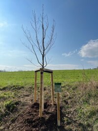 Plauener Pfaffengut plant Lehrpfad mit Erlebnis-Stationen - Jeder Jahresbaum soll mit einem Informationsschild ausgestattet werden. Bei der Rotbuche, dem "Baum des Jahres 2022", ist dies bereits geschehen.