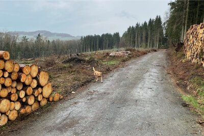 Plauener rufen neue Initiative zur Rettung der Wälder ins Leben - Schüler und andere Helfer sollen am Samstag diese Fläche im Wald bei Taltitz aufforsten. 