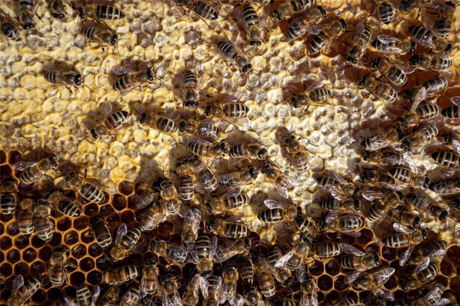 Plauener Sparkassen-Bienen: Unbekannte zerstören vier Völker am Komturhof - Nützliche Bienen: Kälte und Nässe vertragen die Insekten nicht.