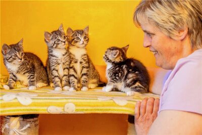 Plauener Tierheim schlägt Alarm: Zahl der Haustiere, denen es schlecht geht, steigt - Etliche trächtige Katzen landeten zuletzt im Plauener Tierheim. Leiterin Antje Kausch päppelt sie auf.