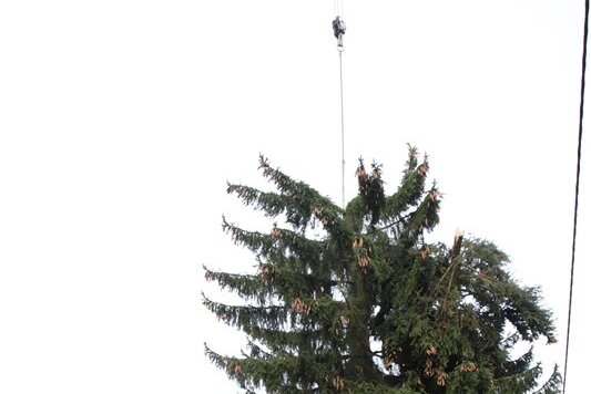 Plauener Weihnachtsbaum verliert seine Spitze - Beim Ablegen auf den Tieflader bracht die Spitze des Baumes ab.