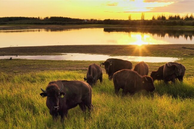 Bisons tragen im Pleistozän-Park im Norden Sibiriens zum Erhalt des Permafrostbodens bei. 