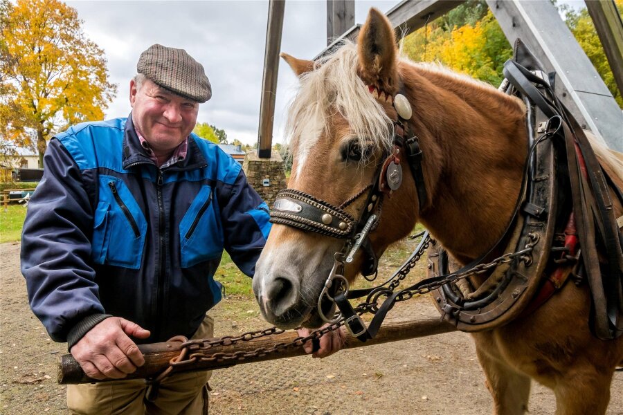 Pobershau: Seit 40 Jahren dreht sich für Bernd Händel alles um Pferde - Haflinger begleiten Bernd Händel schon sein ganzes Leben.