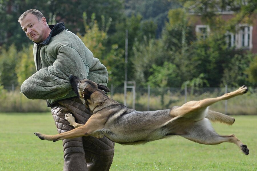 Pokalwettkampf für Hund und Halter in Neustadt - Schutzdienst wird in Neustadt demonstriert. Im Bild handelt es sich allerdings um einen Polizeihund.