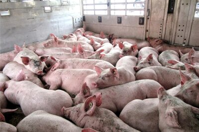 Polizei ahndet Verstöße bei Tiertransporten in Mittelsachsen: 830 Schweine ohne Wasser und Belüftung an Bord - Arme Schweine: Dicht gedrängt, ohne Wasser und bei schlechter Belüftung drängten sich die Tiere in einem Transporter.