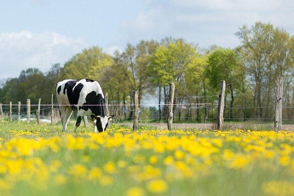 Polizei Bautzen sucht nach Tätern und gestohlenem Rind - Symbolbild: Eine Kuh steht auf einer Weide.