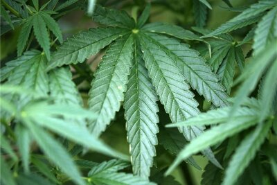 Polizei beschlagnahmt bei Hausdurchsuchung in Zwickau acht Kilogramm Cannabis - So sehen Hanf-Pflanzen (Cannabis) aus.
