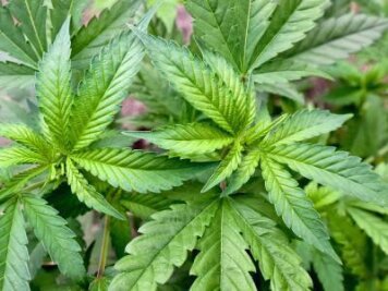 Polizei findet 171 Gramm Marihuana bei Mann - 