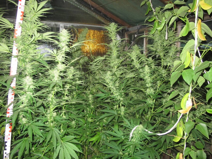 Polizei findet 22 Cannabispflanzen in Garten - Tatverdächtiger festgenommen - 22 Cannabispflanzen stellte die Polizei in einer Gartensparte sicher