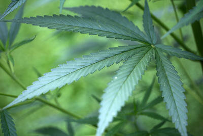 Polizei findet Cannabis-Plantage - 