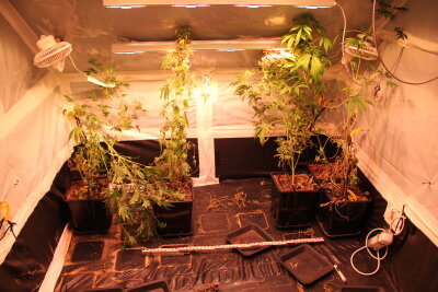 Polizei findet Cannabisplantage in Chemnitzer Wohnung - 