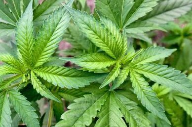 Polizei findet mehr als 50 Cannabispflanzen - 