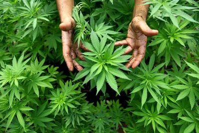Polizei hebt Cannabisplantage aus - 