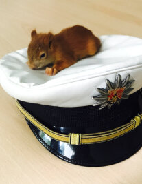 Polizei rettet Baby-Eichhörnchen Peter - 