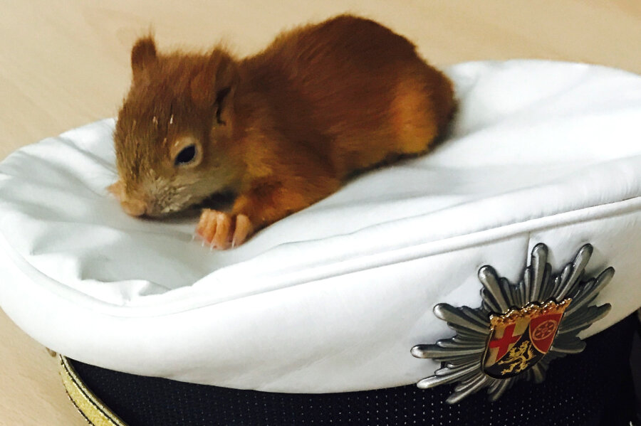 Polizei rettet Baby-Eichhörnchen Peter - 
