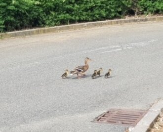 Polizei rettet vier Entenküken - Die Entenfamilie - nach der Rettung aus dem Gullydeckel glücklich wieder vereint und auf der Flucht vor dem Ort des Geschehens. 