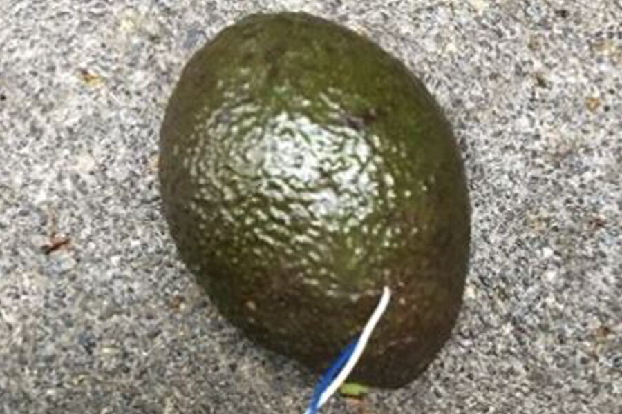 Polizei seziert verdächtige Avocado - 