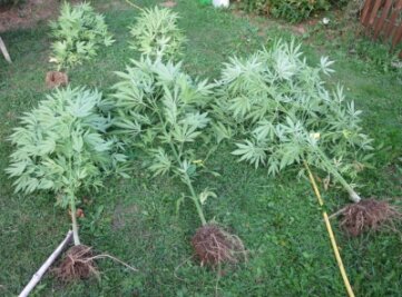 Polizei stellt Cannabispflanzen sicher - 
