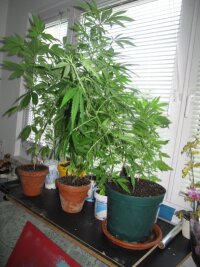 Polizei stellt Hanfpflanzen in Chemnitzer Wohnung sicher - In der Wohnung an der Mozartstraße fanden die Polizisten zwölf Cannabispflanzen.