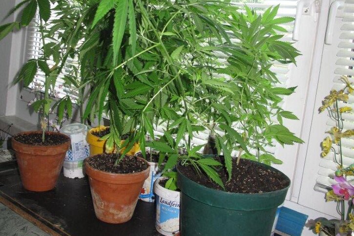 Polizei stellt Hanfpflanzen in Chemnitzer Wohnung sicher - In der Wohnung an der Mozartstraße fanden die Polizisten zwölf Cannabispflanzen.
