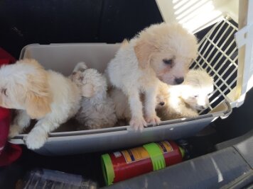 Die Hundewelpen saßen in einer Transportbox im Kofferraum.