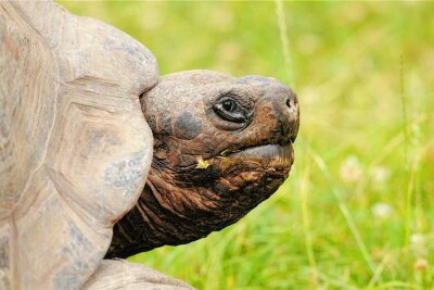 Polizei stoppt im Erzgebirge Schildkröte - Eine Schildkröte büxte in Oelsnitz aus.