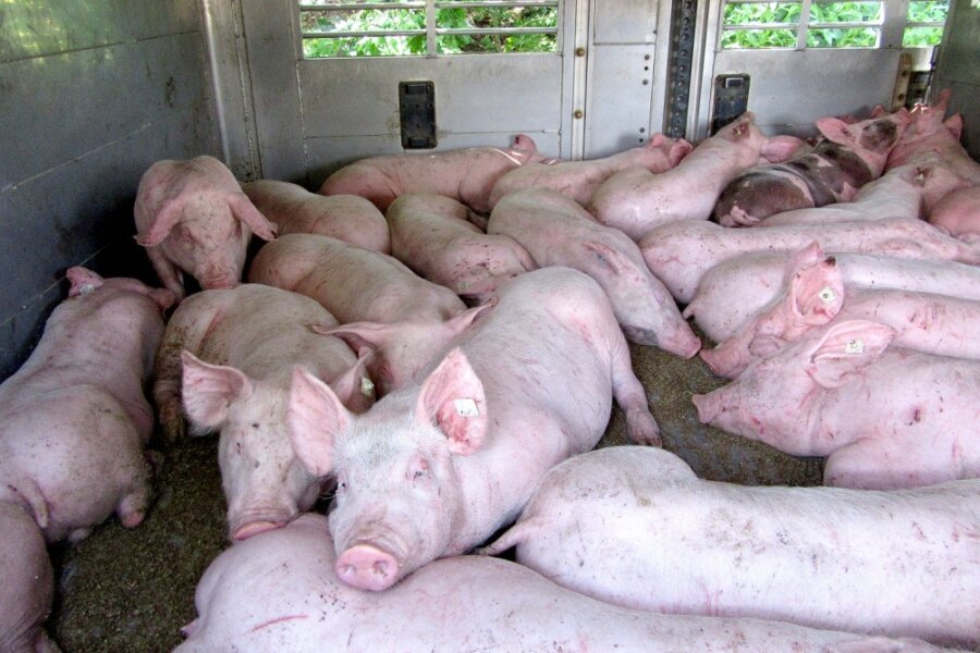Polizei stoppt Tiertransporter: Zu viele Schweine geladen, Kühe nicht gemolken - Bei Kontrollen im Juli hatte die Polizei im Landkreis Mittelsachsen ebenfalls Verstöße festgestellt - diese Ferkel waren auf einem Transporter zusammengepfercht gewesen.