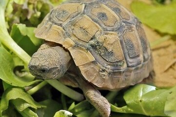 Polizei sucht Besitzer von Schildkröte - Eine solche Schildkröte wurde gefunden.