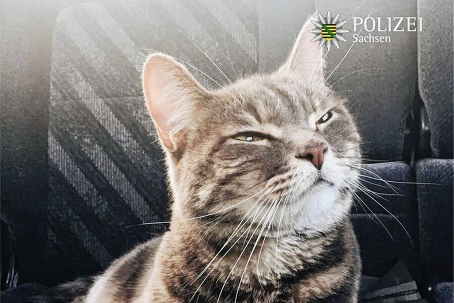Polizeieinsatz am Auerswalder Blick: Video führt zu verschwundener Katze - Der Einsatz für die Katz an der Autobahn bei Lichtenau interessiert bei Facebook bisher knapp 3000 Personen. 