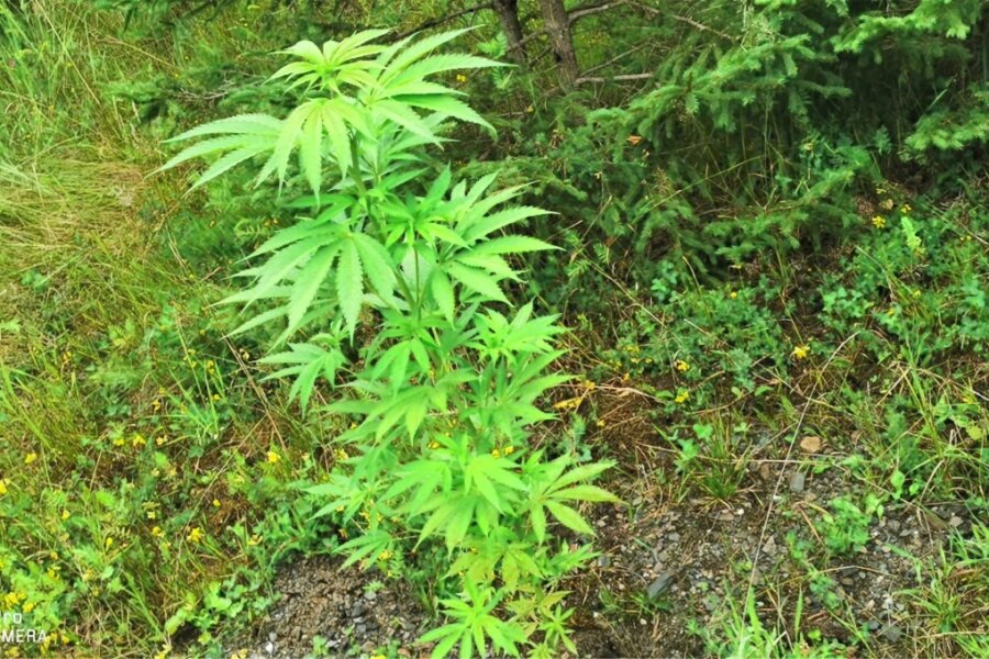 Polizeieinsatz wegen Cannabispflanzen im Schönecker Steinbruch - Eine der Cannabispflanzen, die im Areal des Schönecker Steinbruchs gefunden wurden.