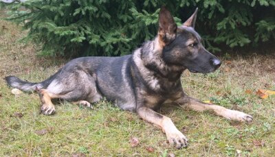 Polizeihunde finden Drogen-Depots - Drogensuchhund Max.