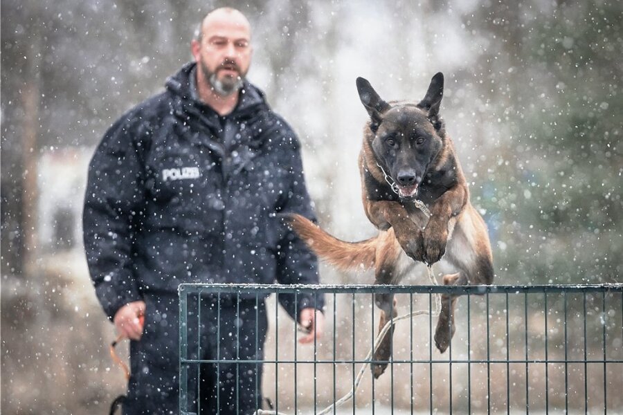 Polizist mit Biss - Gelehrig selbst im Schneegestöber: Schäferhund Big springt auf Kommando über einen Zaun. Viele Stunden muss Roy Harzer dafür mit seinem Hund trainieren. Besteht der die Prüfung, darf er mit dem Lehrwart für Diensthundeführer bei der Bundespolizei in Pirna mit auf Streife.