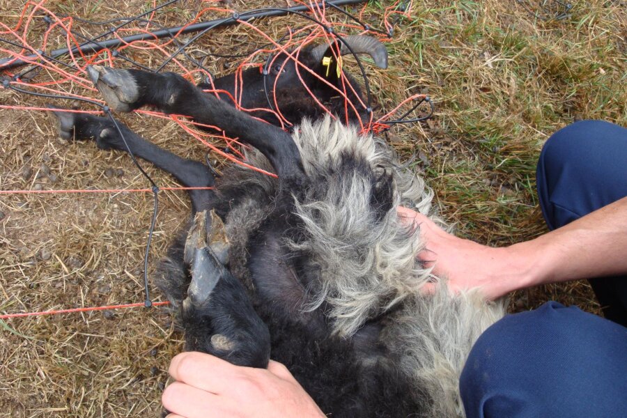 Polizisten befreien Schaf aus Elektrozaun - Das hilflose Schaf musste von Bundespolizisten befreit werden.