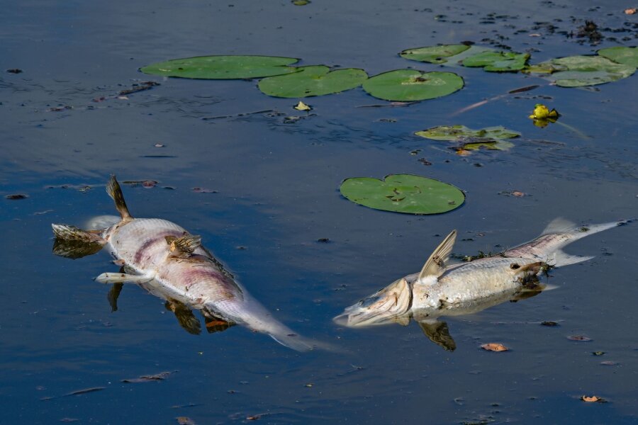Polnische Behörden finden viele tote Fische in der Oder - Tote Fische treiben an der Wasseroberfläche im Winterhafen,einem Nebenarm Oder.