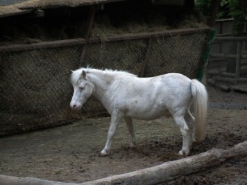 Pony aus Stall gestohlen - Ein weißes Pony wird seit Samstag in Hartmannsdorf vermisst.