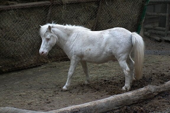 Pony aus Stall gestohlen - Ein weißes Pony wird seit Samstag in Hartmannsdorf vermisst.