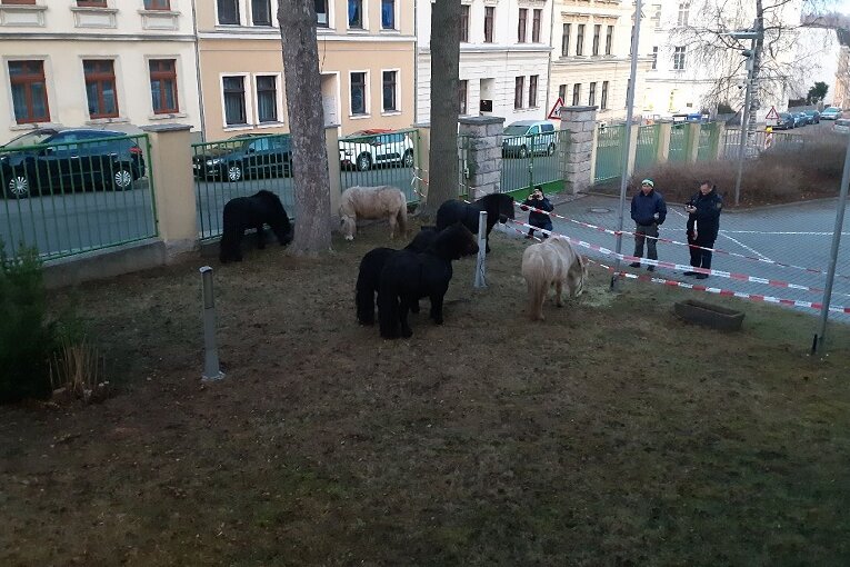 Ponys laufen durch Werdau und biegen beim Polizeirevier ein - Beamte des Polizeireviers Werdau sind am Freitag sechs tierische "Verdächtige" ins Netz gegangen.