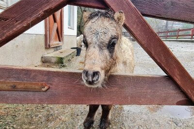Ponys und Esel im Auer  Tierpark brauchen Regenschutz - Die kleine Tilda im Zoo der Minis. Als Shetlandpony macht ihr Kälte zwar nichts aus, aber im Regen zu stehen, findet auch sie mies. 