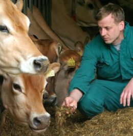 Preis ist die Milch nicht wert - Die Milchkühe des Hofes sind wesentliche Existenzgrundlage für Bauer Georg Vos, Mitinhaber der V+L Zethau GmbH. 