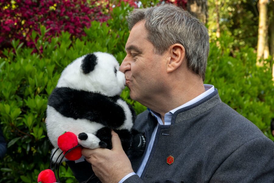 Premierminister und Pandas - Markus Söder in China - Markus Söder hat als Gastgeschenk einen Panda-Plüschbären bekommen.