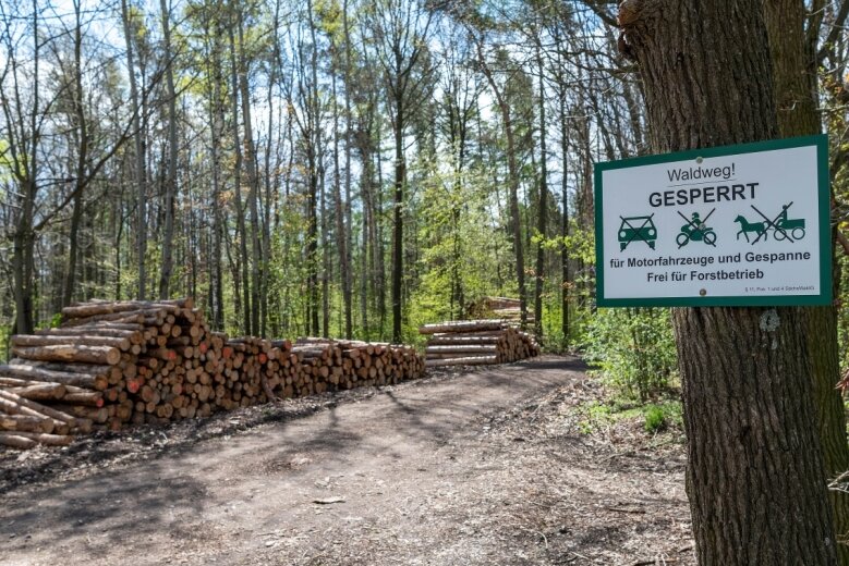 Prinz plant Bestattungswald in Lunzenau - Hier im Forst zwischen der Firma STM Montage und der Bahnstrecke im Ortsteil Berthelsdorf könnte ein Bestattungswald entstehen. 