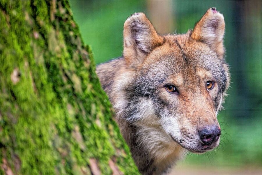 "Problemwölfe" abschießen: Bauernverband fordert Maßnahmen gegen Wölfe - Am Wolf scheiden sich seit jeher die Geister. 