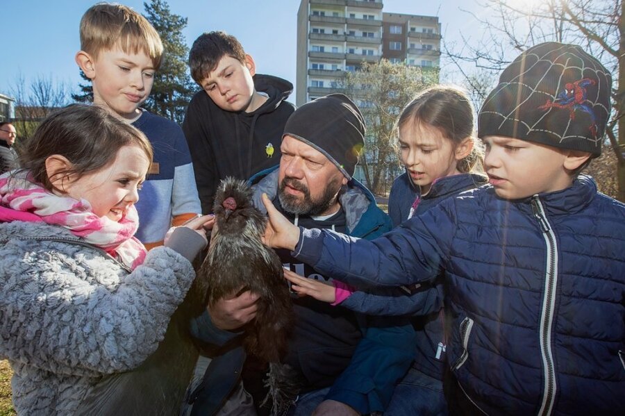 Projekt Schulhuhn: Warum auf einem Plauener Schulhof derzeit Hühner gackern - Therapiehahn Walldorf hat die Herzen der Kinder an der Montessori-Schule Plauen im Sturm erobert.