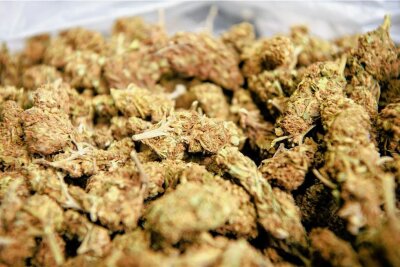 Prozess: Hat ein Erzgebirger in 96 Fällen an Jugendliche Drogen verkauft? - Als Marihuana werden die getrockneten, THC-haltigen Blütenstände der Cannabis-Pflanze bezeichnet. 