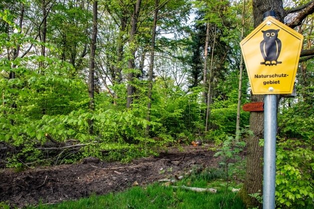 Prüfer: Baumfällarbeiten in Lichtenwalde waren naturschutzgerecht - In Lichtenwalde liegen drei Schutzgebiete, die sich teils überlagern. Baumfällarbeiten im März und April lösten Protest aus.