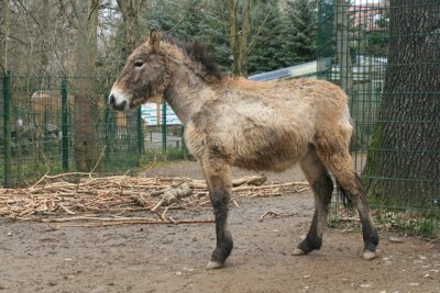 Przewalskihengste für Artenschutzprojekt verlassen Chemnitzer Tierpark - 
