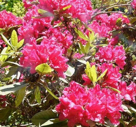 Pünktlich zum Rhododendronfest in Schilbach: Blütenpracht in allen Farben - 