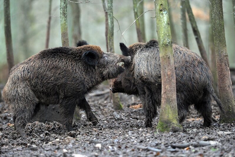 Radiologische Untersuchung von erlegten Wildschweinen im Landkreis Zwickau wird Pflicht - 