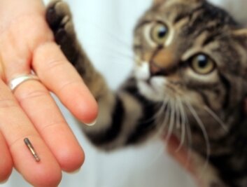 Rat lehnt Extra-Katzenschutzsatzung ab - Ein Kater bekommt einen Mikrochip unter die Haut platziert. Die Daten sollten auch einem Haustierregister gemeldet werden. 