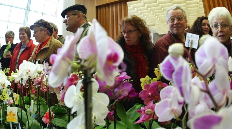 Ratssaal verwandelt sich in Blütenmeer - 
              <p class="artikelinhalt">Die Besucher der Orchideenausstellung im Rathaus drängten sich bereits kurz nach der Eröffnung an den Ständen mit exotischen Gewächsen. </p>
            